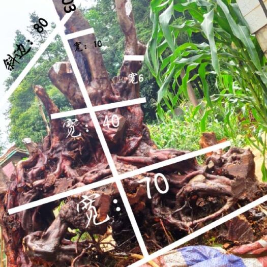 盘州市 何氏精品映山红盆景素材