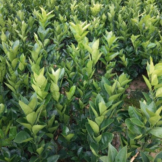 汝城县纽荷尔脐橙苗，现挖现卖保证苗木纯度、健康、无病毒苗木