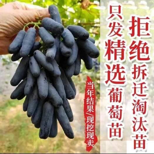 平邑县 嫁接蓝宝石葡萄苗，当年结果，基地直销