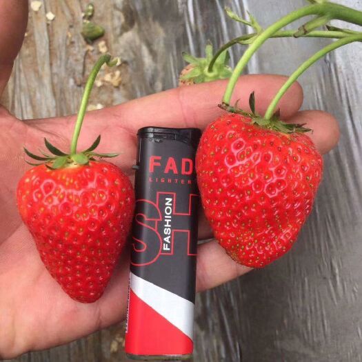泰安 草莓苗 红颜草莓苗 甜宝草莓苗 奶油草莓苗 越秀草莓苗 穴盘