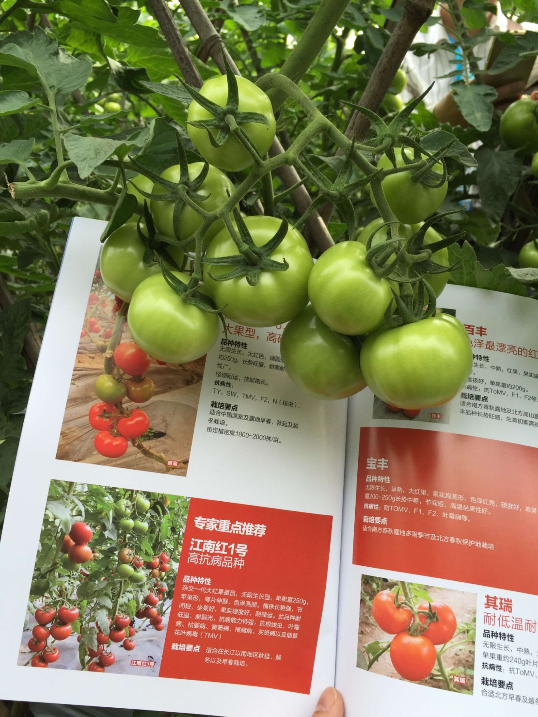 精品，大红番茄品种，西红柿种子果型漂亮，硬度好，