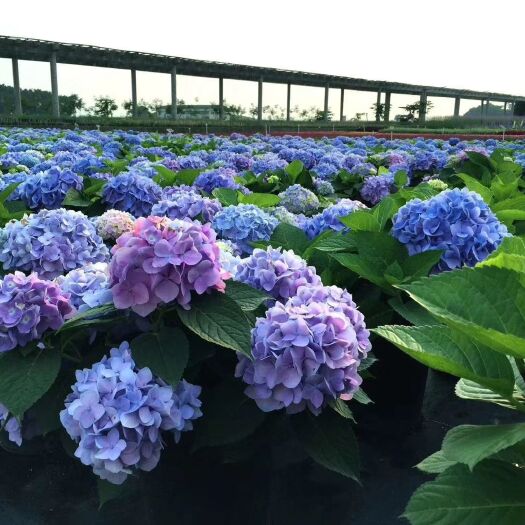 昆明 云南基地直销绣球花苗小苗品种齐全质量保证量大从优欢迎订购