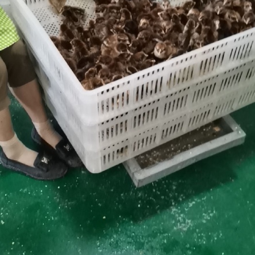 成都 专业鸡苗批发