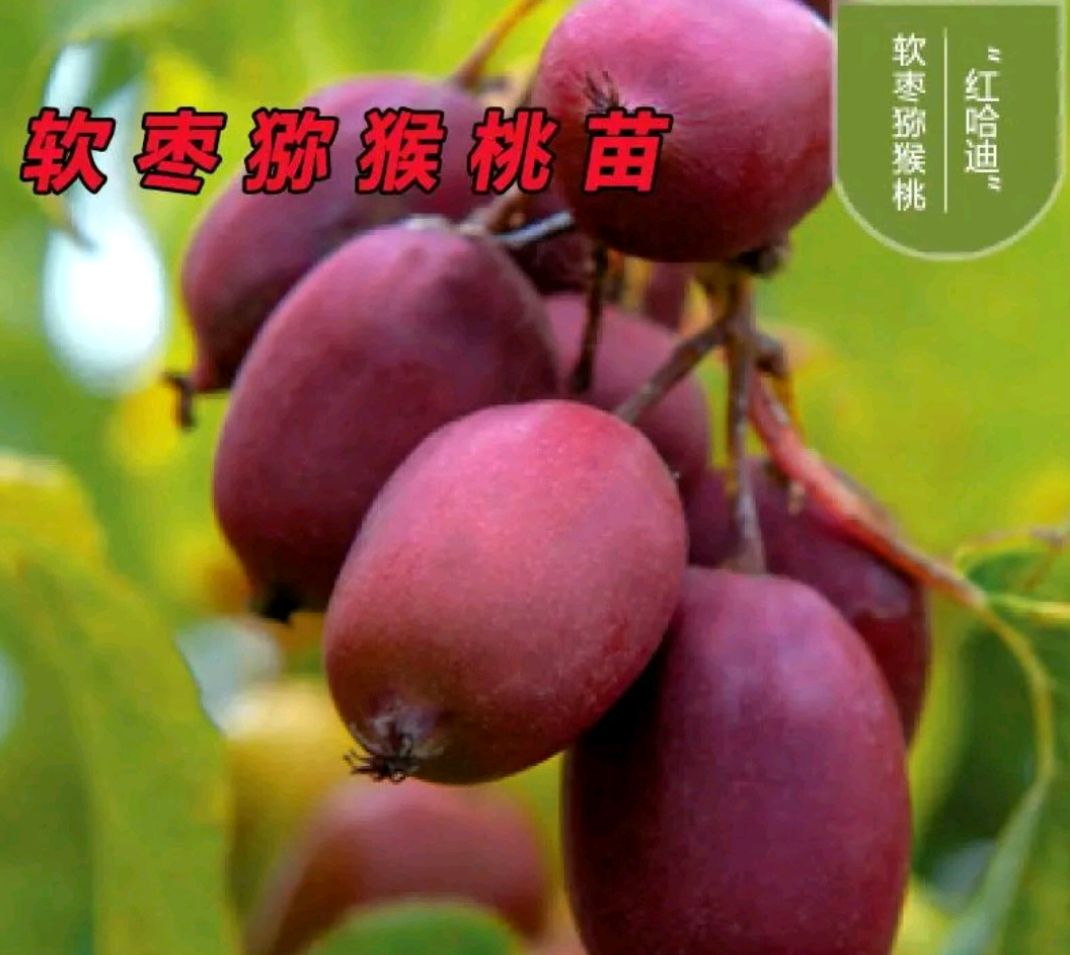 平邑县 软枣猕猴桃苗:包品种、产地直销、包邮