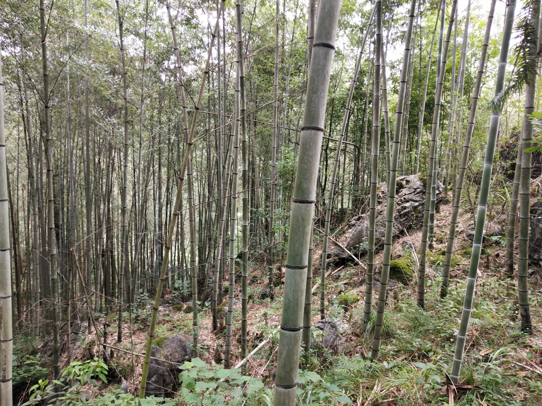  竹子 香蕉竹