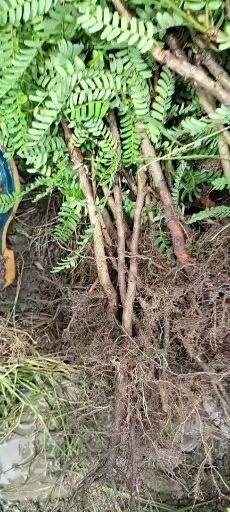 灵山县余甘果苗  大果余甘果先甘后甜，果大好吃，苗树靓丽
