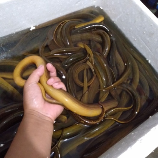 昆山市 黄鳝