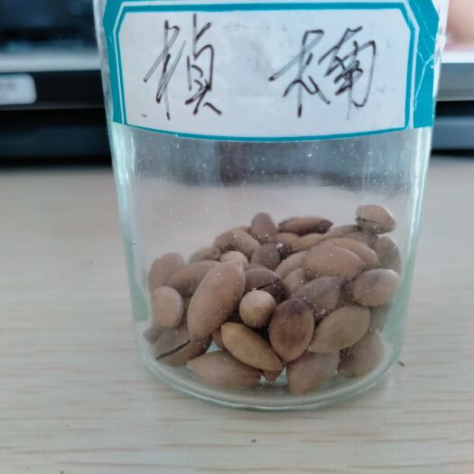 九江 哪里的桢楠种子最好卖