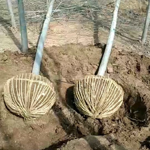 会宁县河北杨 大量供应各种规格的杨树