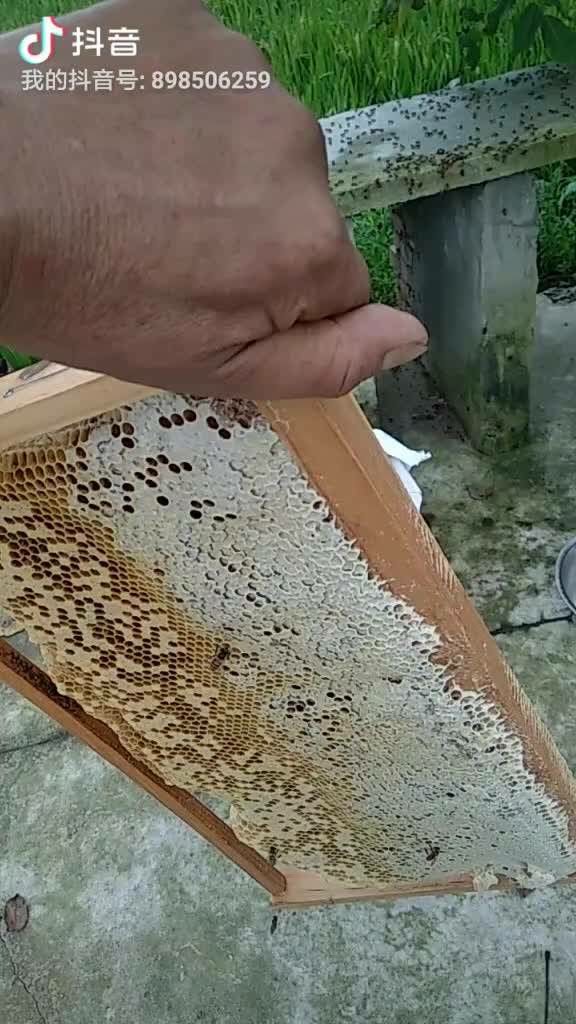 江油市 农家土蜂蜜，手工榨取，纯正天然，。
