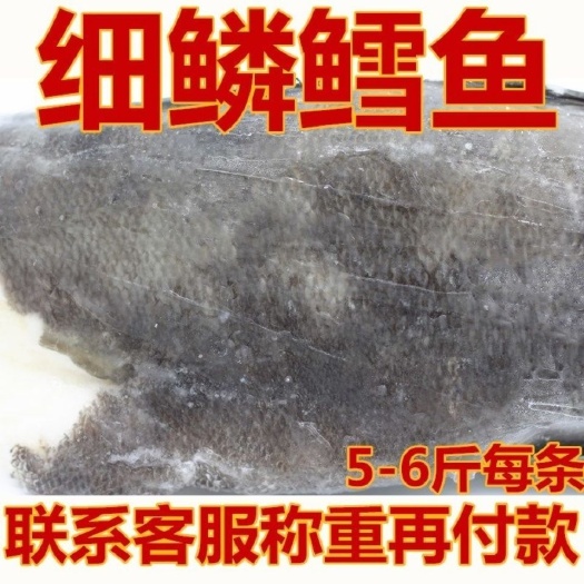 淡水银鳕鱼 宝宝辅食银鳕鱼克切块整条5-6斤/条细鳞 整条称重出售不单卖