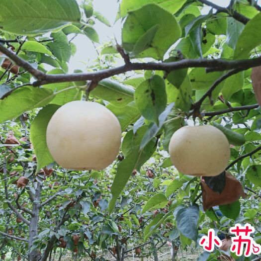方城县 无公害黄金梨