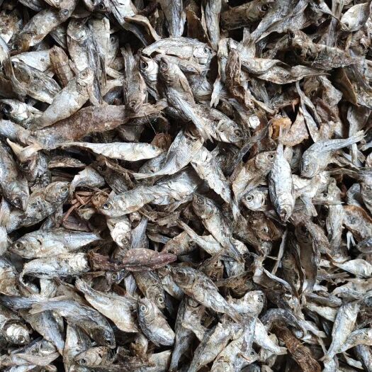 海兴县 饲料鱼干