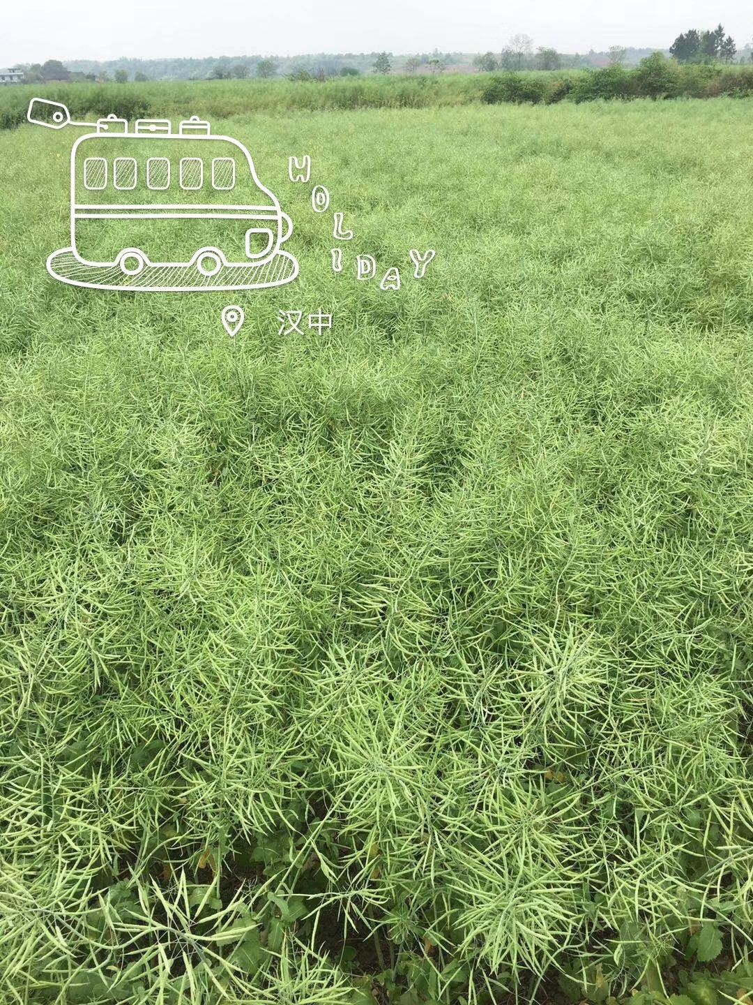 华信402 406杂交登记GPD油菜（2019）410017