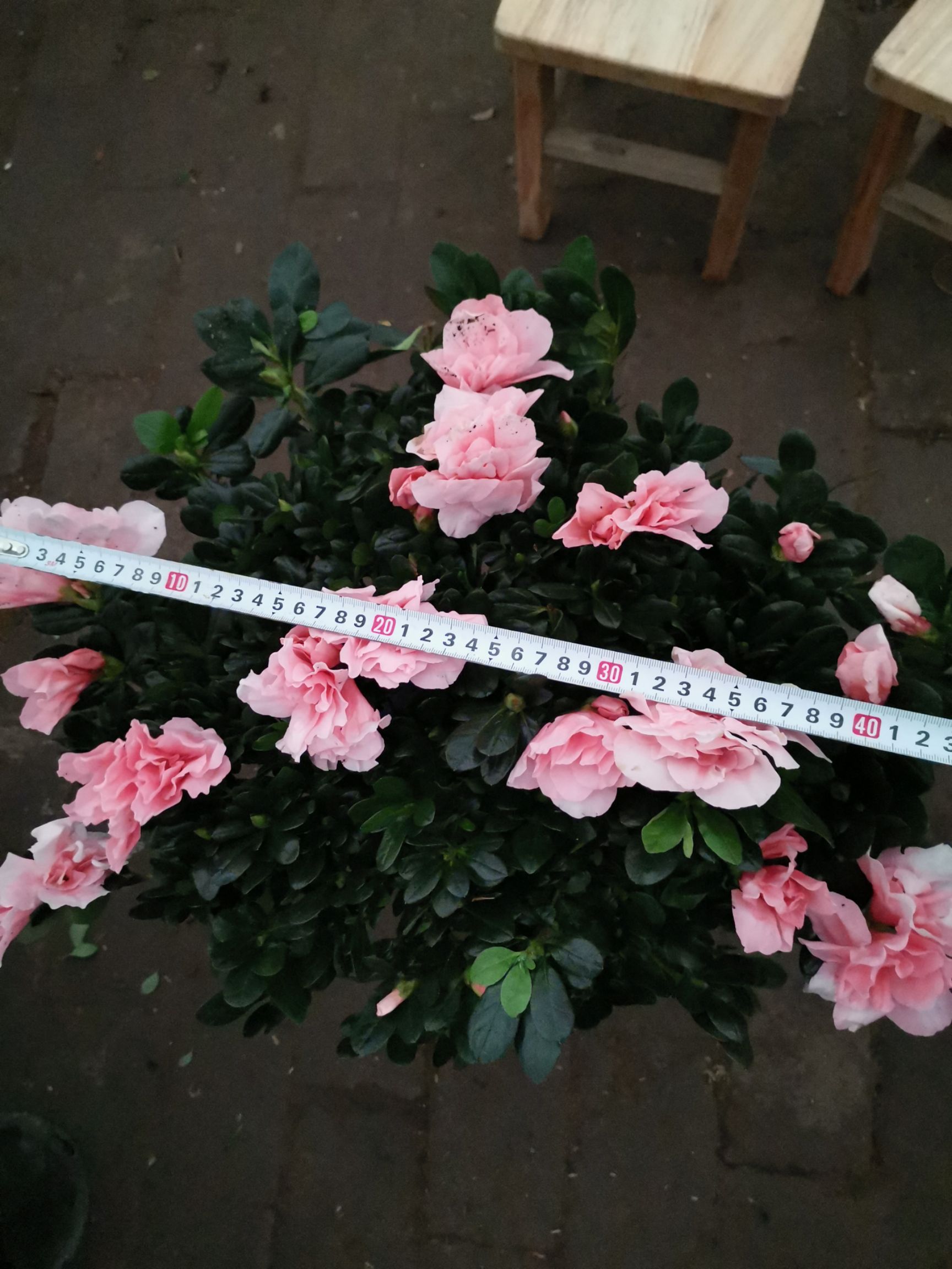 杨梅红杜鹃  杜鹃花盆栽四季开花不断爆盆花苗植物室内阳台好养易活办公室花