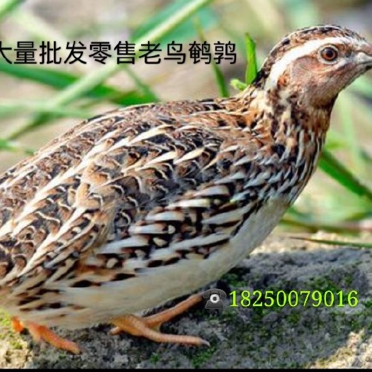 连城县淘汰鹌鹑出售，鸟非常漂亮大个头