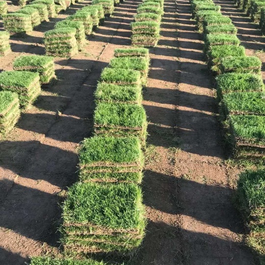 滁州 草坪  马尼拉草坪  草皮  百慕大草皮  四季青  果岭草