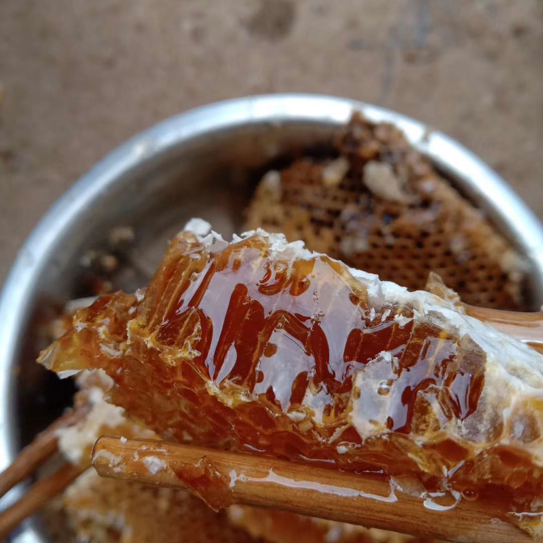出售:天南星种子，五味子鲜，当归种苗，云木香种苗，秦艽种苗