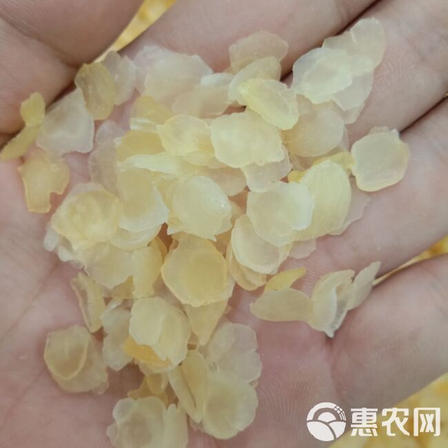 皂角米 皂荚仁，雪莲子，皂荚米