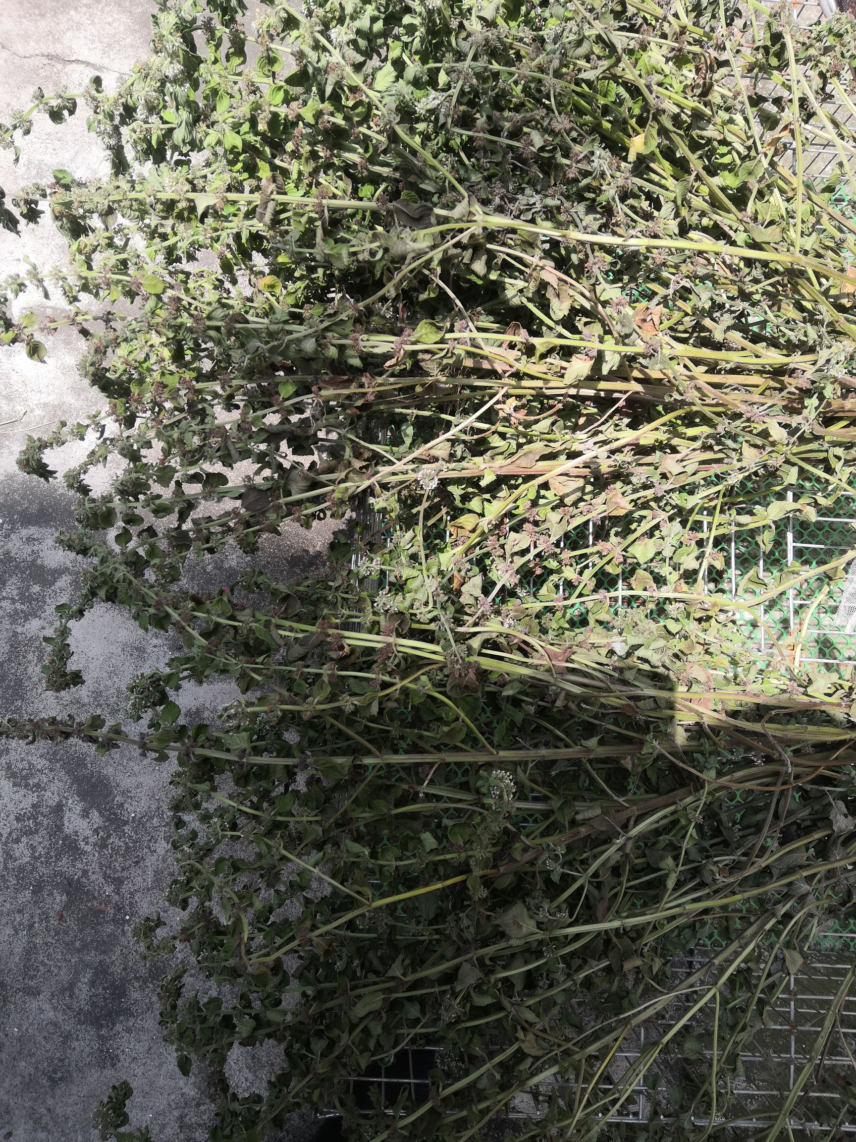 如东县 种植的优质薄荷油，已存放多年现在想销售，谁需要的联系我