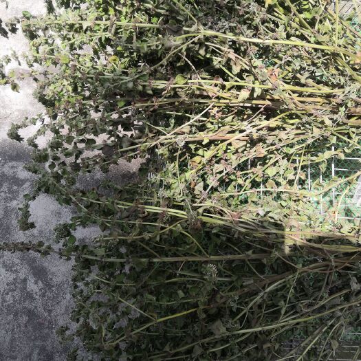 如东县 种植的优质薄荷油，已存放多年现在想销售，谁需要的联系我