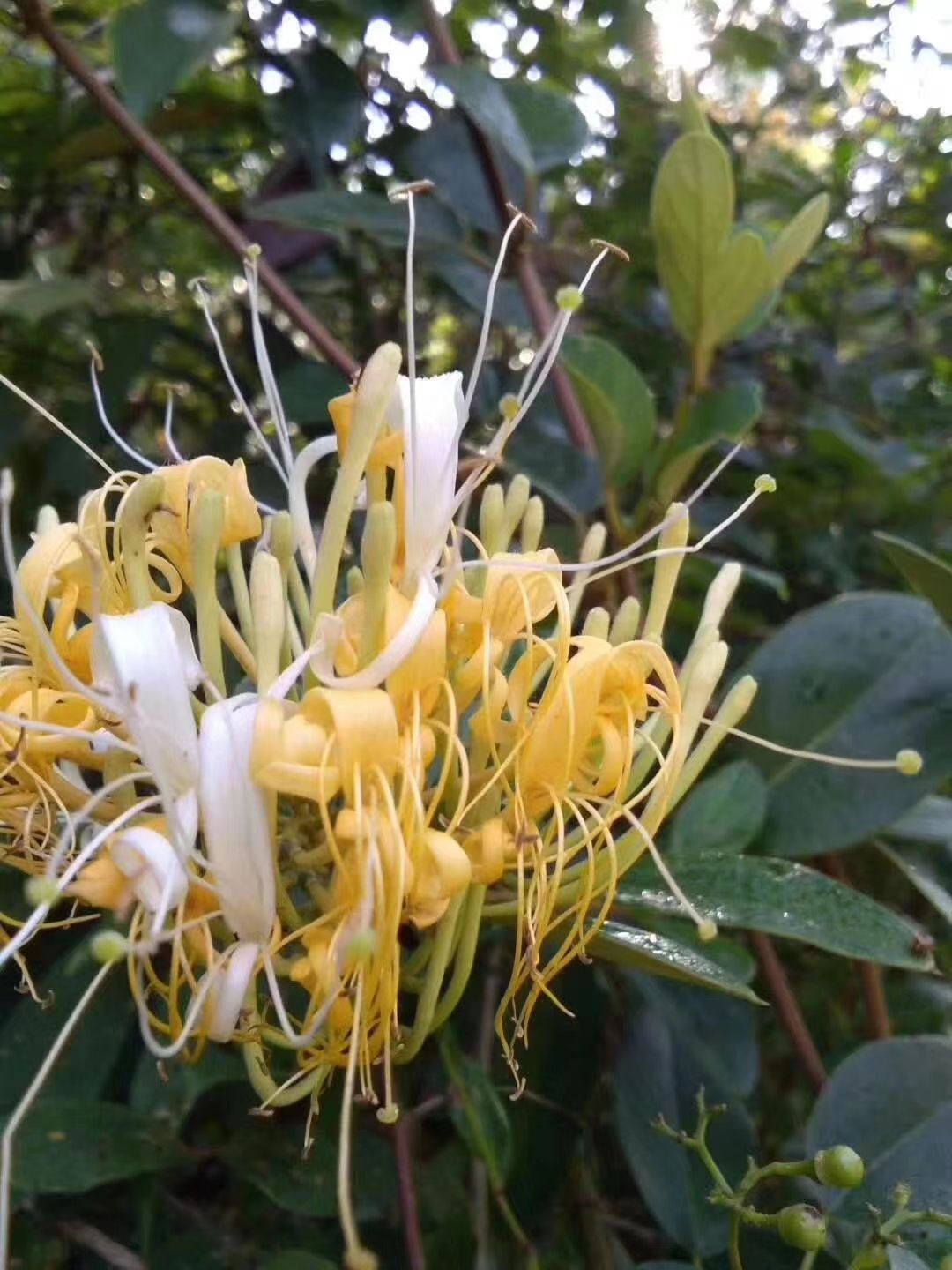 金银花花茶 金银花来泡茶喝，尤其是到了换季