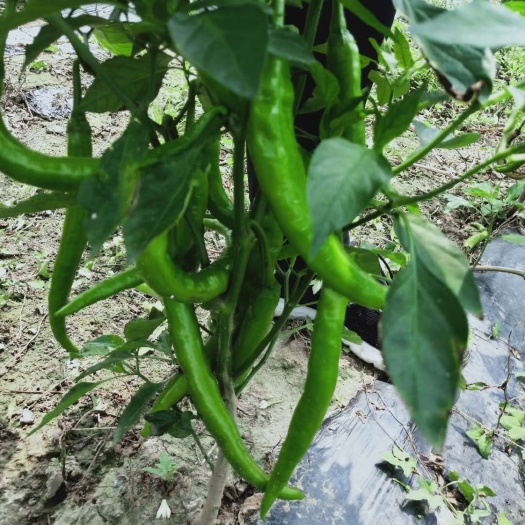 齐河县 羊角椒种植基地100余亩
