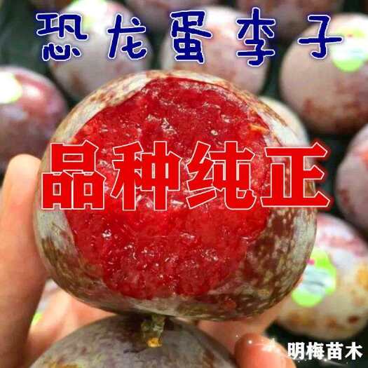 平邑县【现挖现发】优质恐龙蛋李子苗:包品种产地直销包邮