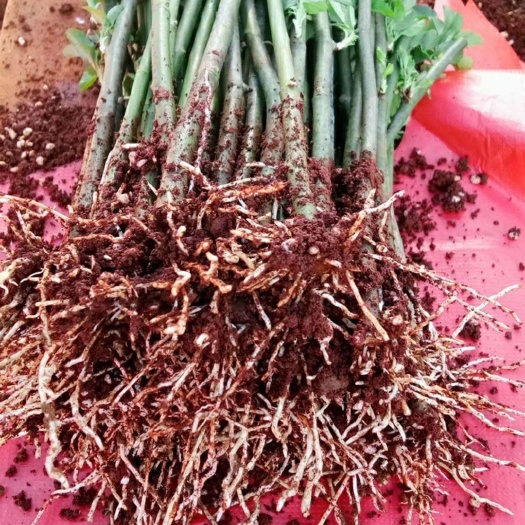 昆明爬蔷薇  云南基地直销蔷薇花苗颜色齐全质量保证量大从优常年有货