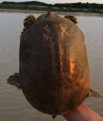 【精品甲鱼】生态老甲鱼长期供应， 大量下单