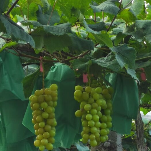 桂林 阳光玫瑰葡萄——现摘现卖