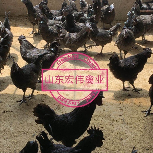 日照 五黑绿壳鸡苗