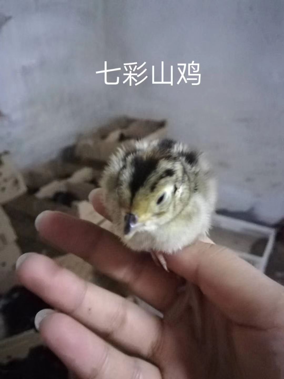 山鸡苗