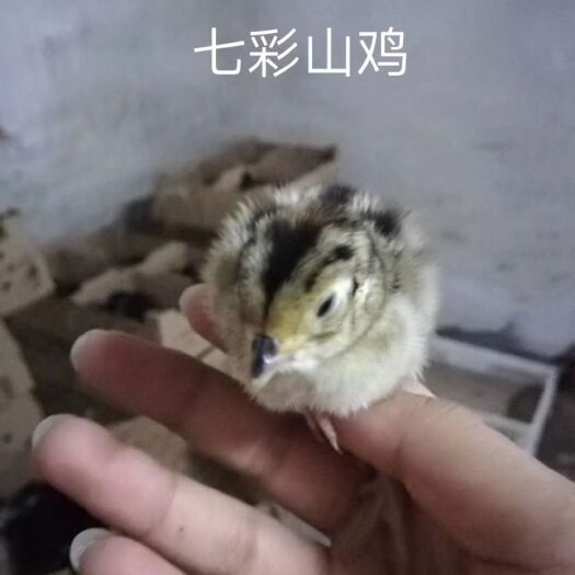 衡阳山鸡苗