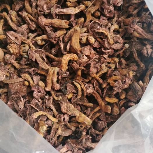 隆化县 肉蘑菇干货