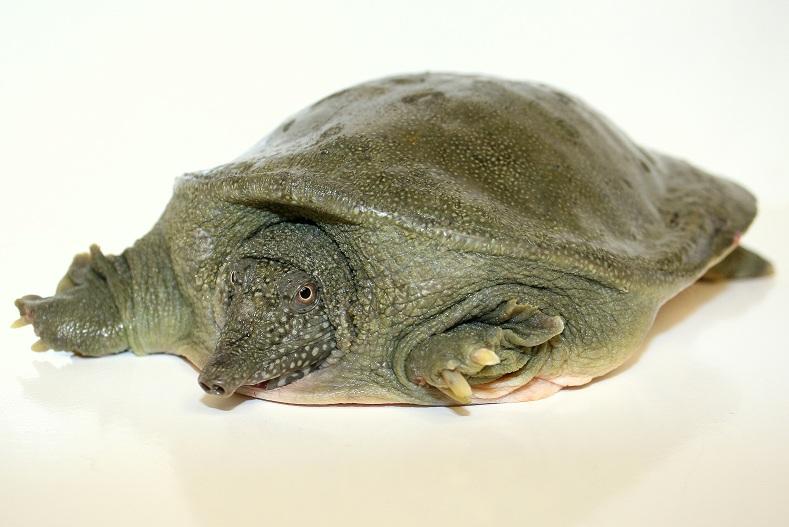 【精品甲鱼】生态老甲鱼长期供应， 大量下单