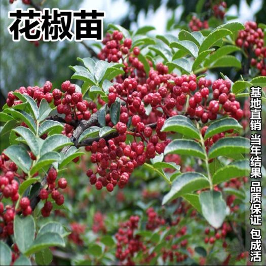 平邑县花椒苗 大红袍花椒苗 产地直销 现挖现发 品种纯正量大优惠多