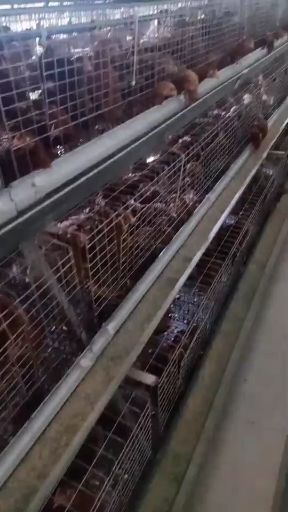 夏津县 优质青年鸡