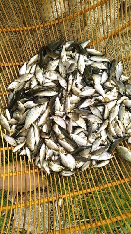 威信县《精品鲤鱼苗》杂交建鲤鱼苗 长势好成活高 包运输技术指导下塘