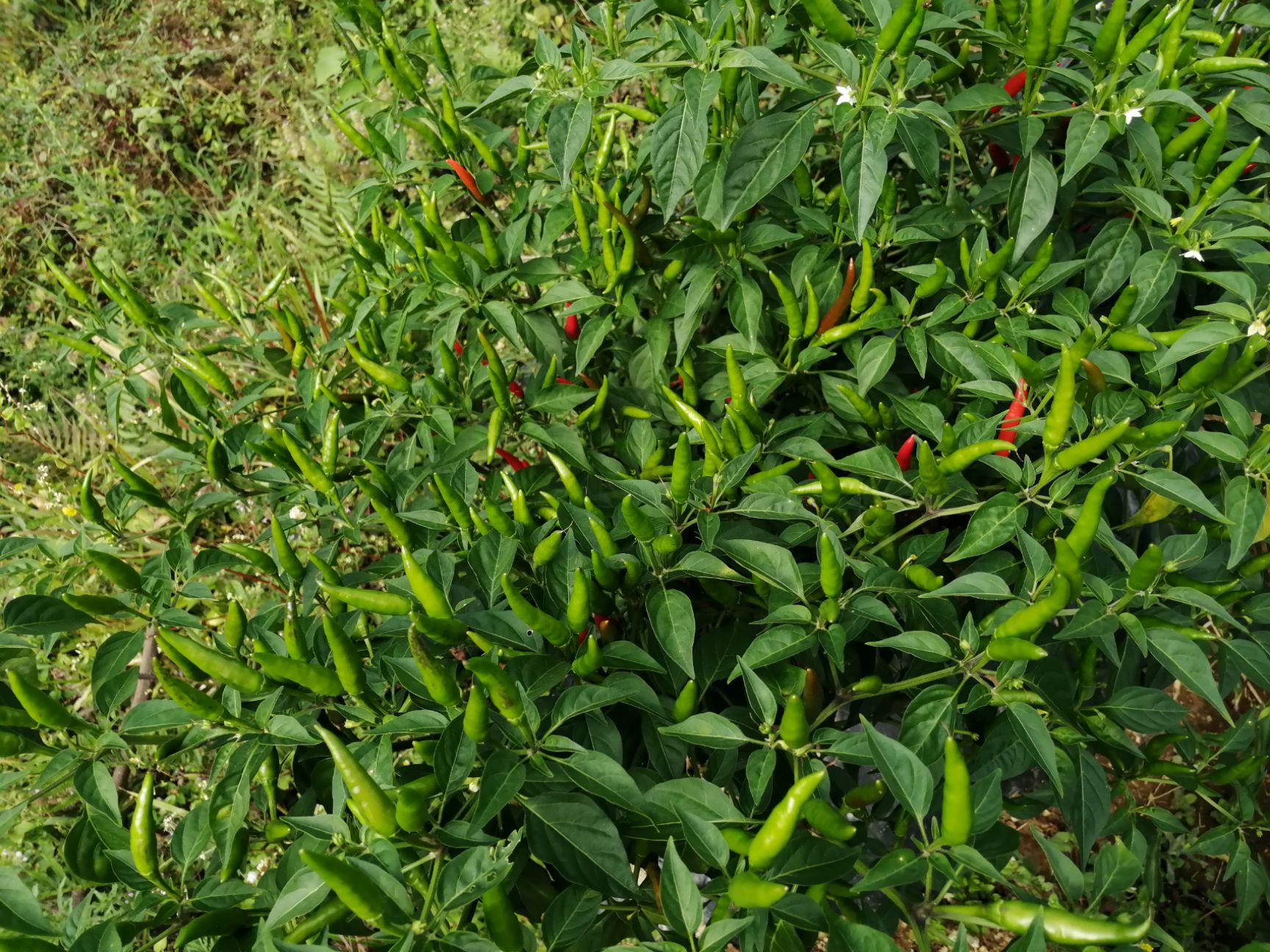 湘辣七号 7号线椒和新一代朝天椒，各1000亩，最近大量上市