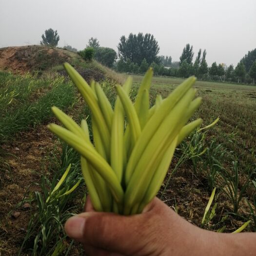 方城县黄花菜  自己种的，一次性保鲜。条形好。自然晒干，口感不错。