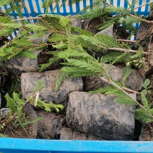 靖江市118中山杉 長年大量出售中山杉118各规格;杯苗