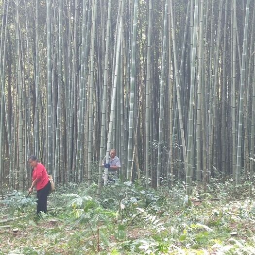 锦屏县 竹子 香蕉竹