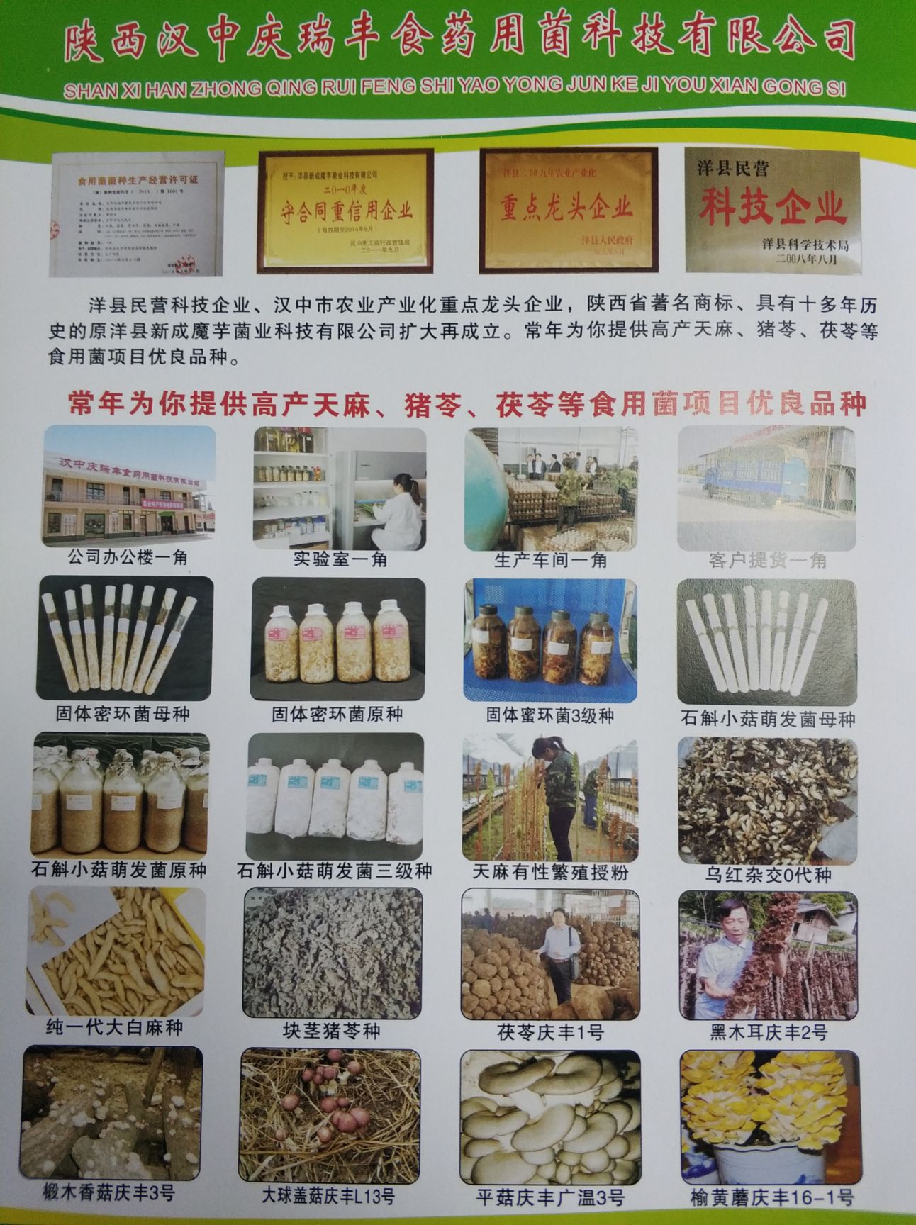 香菇菌种  天麻香菇木耳魔芋茯苓猪苓菌种和成品