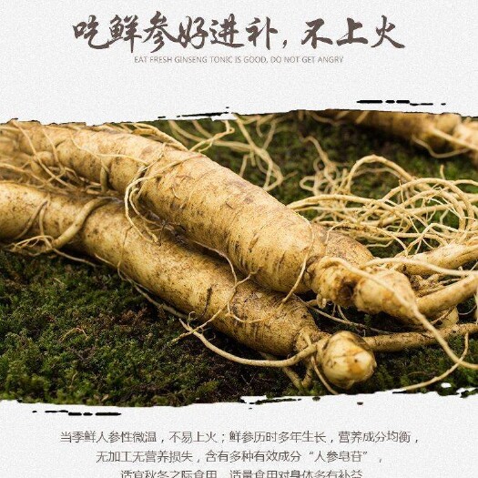 吉林白山鲜人参 产地直发 新鲜滋补药材 抚松县供货