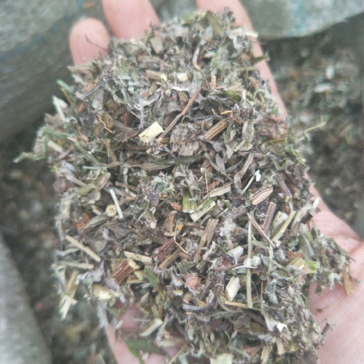 平邑县苦艾，全棵艾切段，