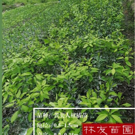 乐清市 黄美人柑橘苗低价发售 欢迎到地查勘