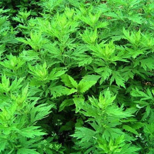 太和县 艾草  睡眠  驱蚊  祛寒等