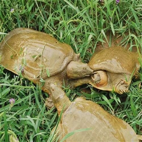 【精品甲鱼】生态老甲鱼长期供应， 大量下单