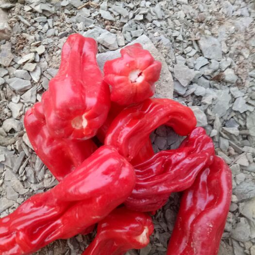 兰陵县腌辣椒 无公害优质红辣椒